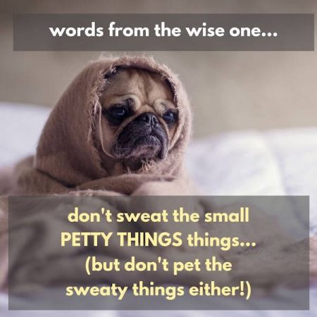 Inspirational quote for the week - funny quote: don't sweat the small petty things, but don't pet the sweaty things either